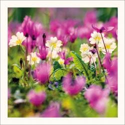 Primroses and Cyclamen Greeting Card