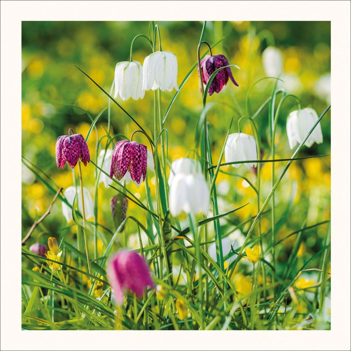 Fritillaries Amongst Buttercups Greeting Card