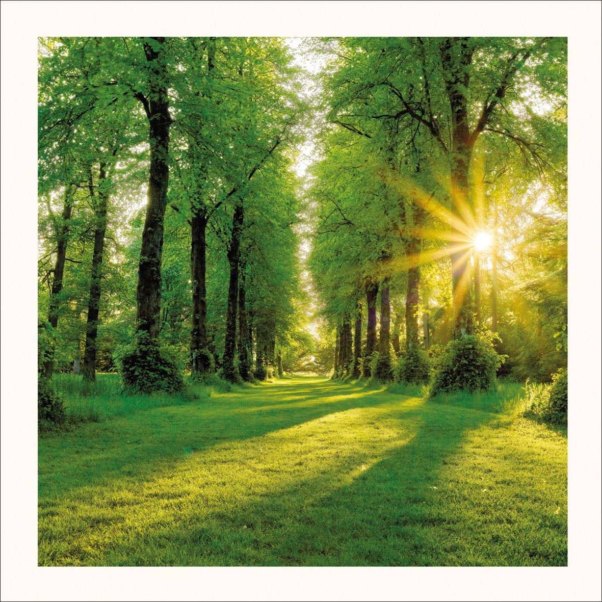 Summer Sunburst Greeting Card