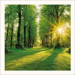 Summer Sunburst Greeting Card