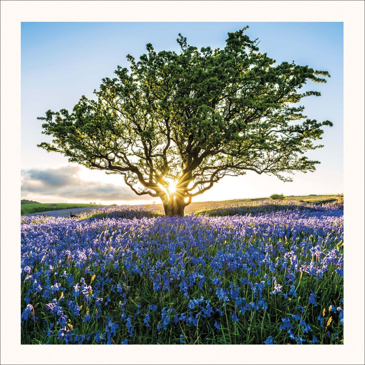 Sunburst and Bluebells Greeting Card