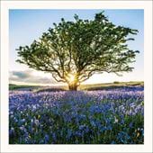 Sunburst and Bluebells Greeting Card