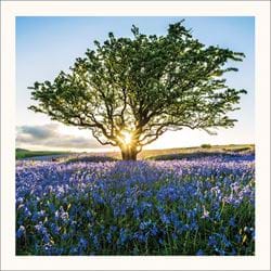 Sunburst and Bluebells Greeting Card