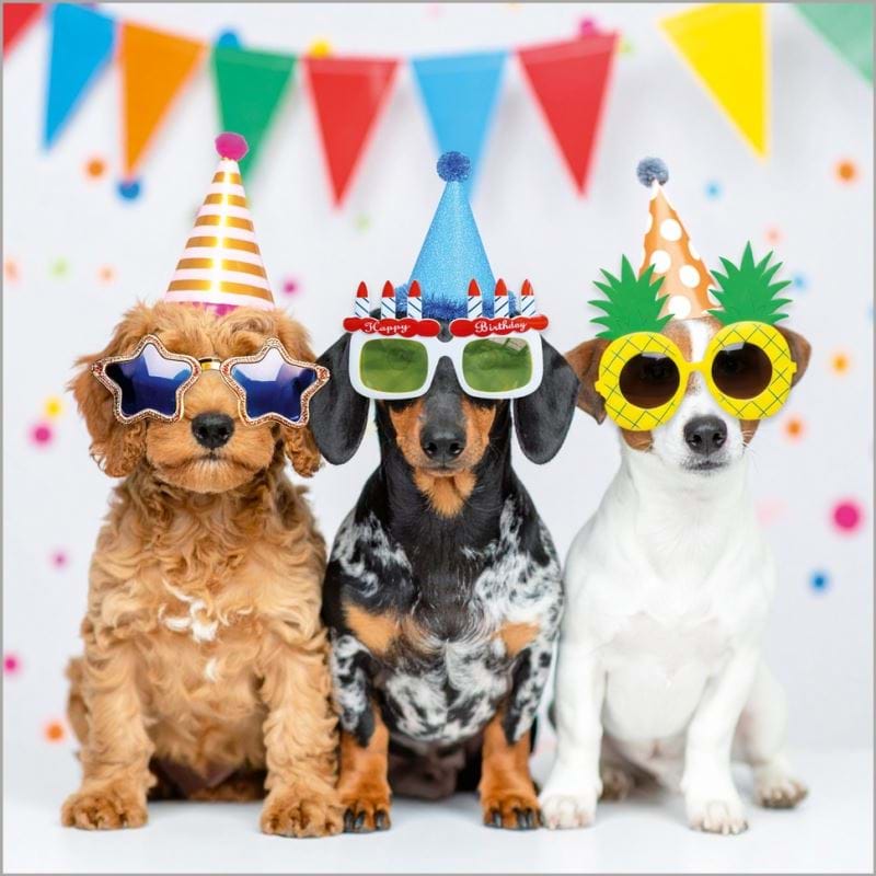 Party Time Pups Birthday Card