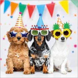Party Time Pups Birthday Card