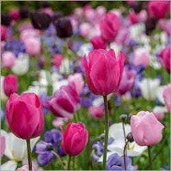 Spring Tulips Greeting Card