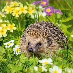 Hedgehog Among Primroses Greeting Card