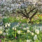 Malus Floribunda and Tulips Greeting Card