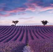 Lavender Field Greeting Card