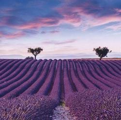 Lavender Field Greeting Card