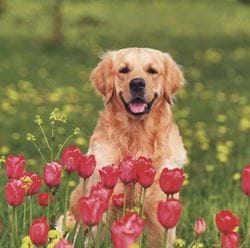 Golden Retriever in Tulips Greeting Card