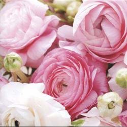 Roses Greeting Card