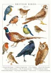 British Birds Greeting Card