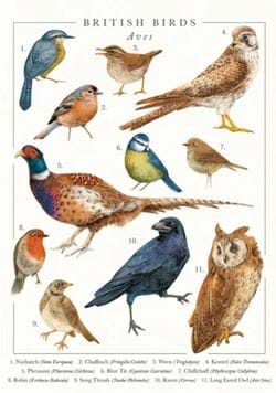British Birds Greeting Card
