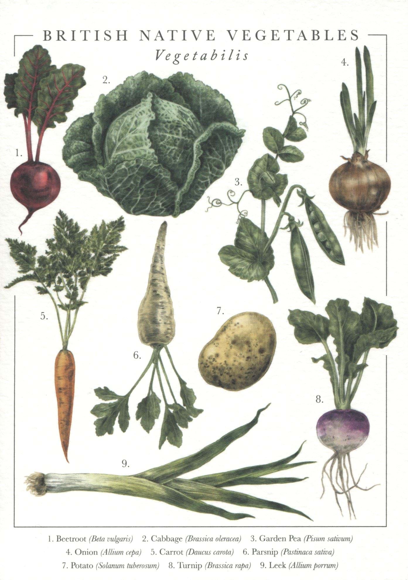 British Native Vegetables Greeting Card