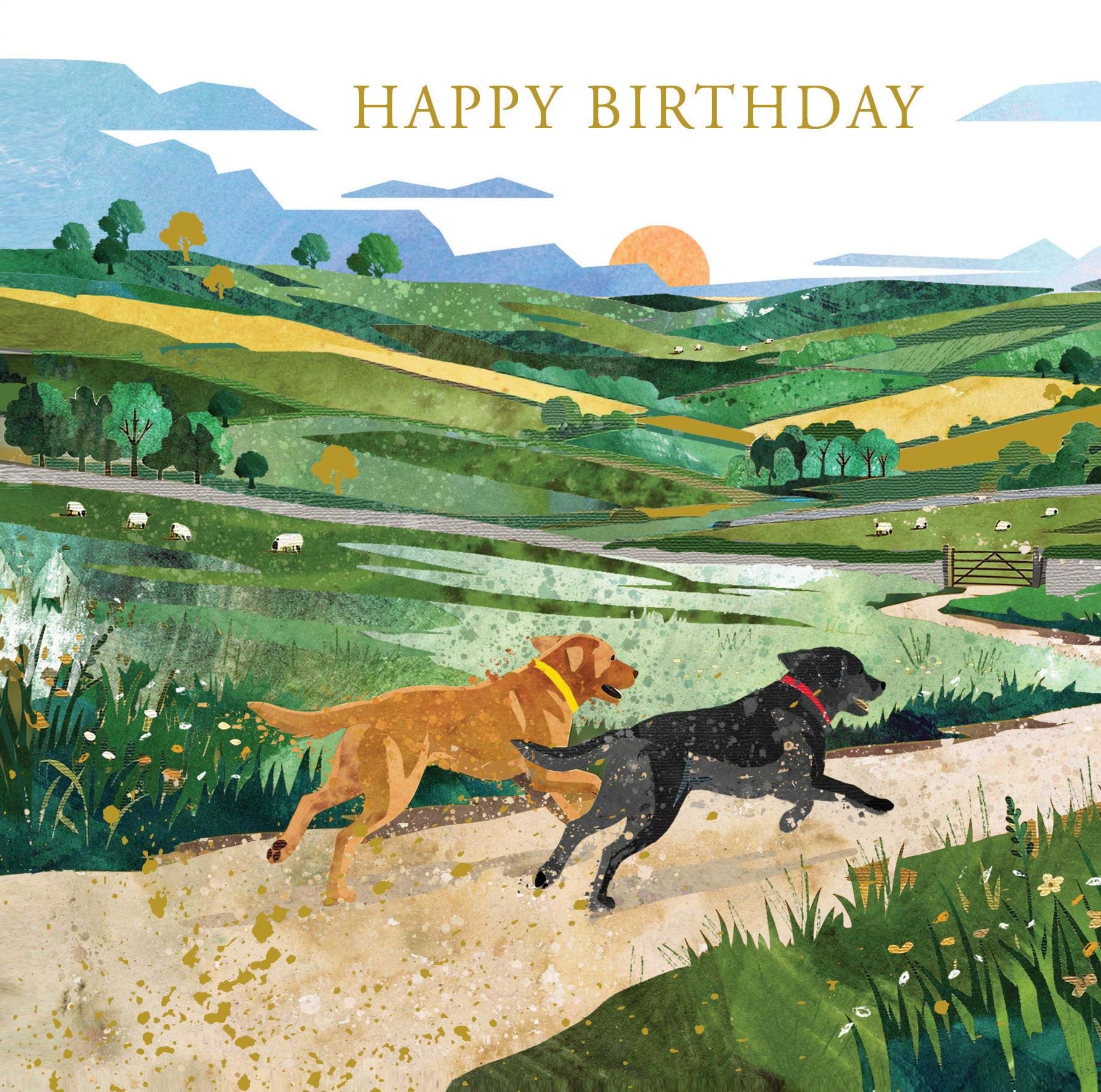 Labradors Birthday Card
