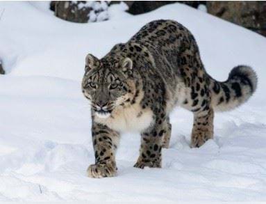 Snow Leopard - Personalised Christmas Card