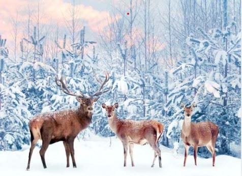 Noble Deer - Personalised Christmas Card