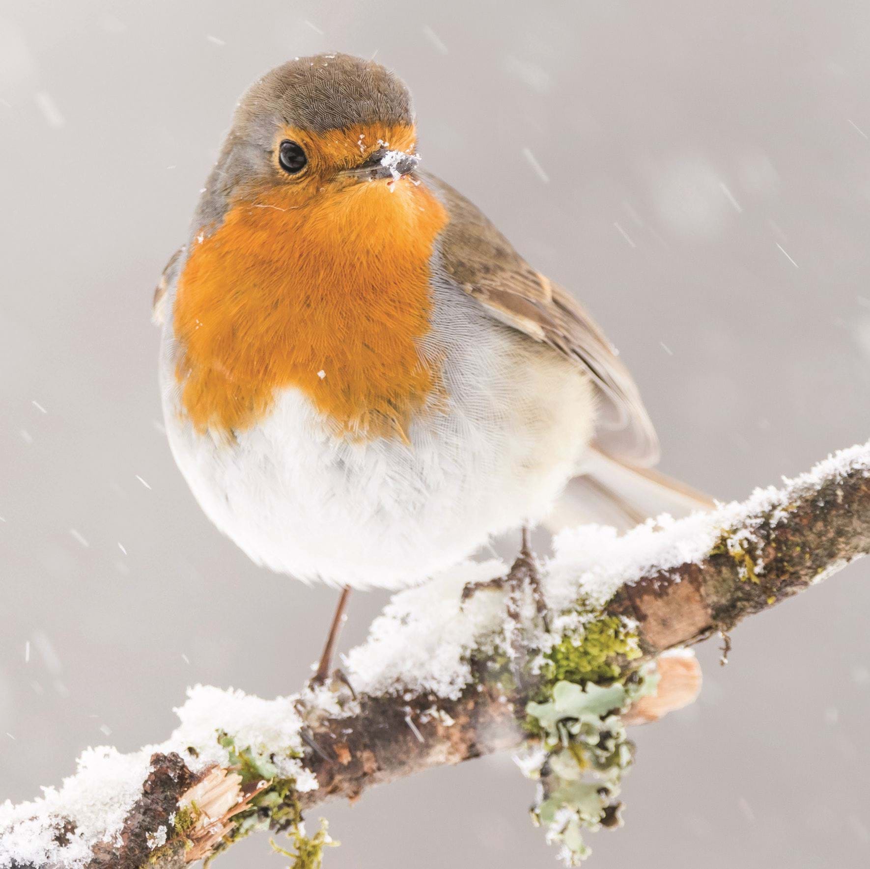 A Snowy Robin - Personalised Christmas Card