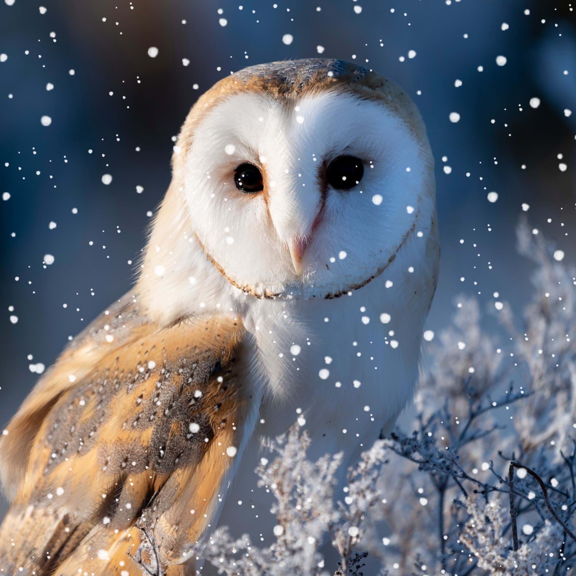 Barn Owl - Personalised Christmas Card