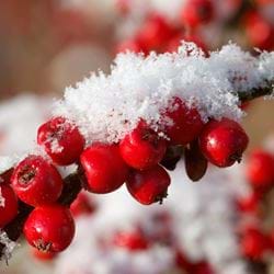 Frosty Berries - Personalised Christmas Card