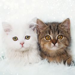 Winter Cats - Personalised Christmas Card