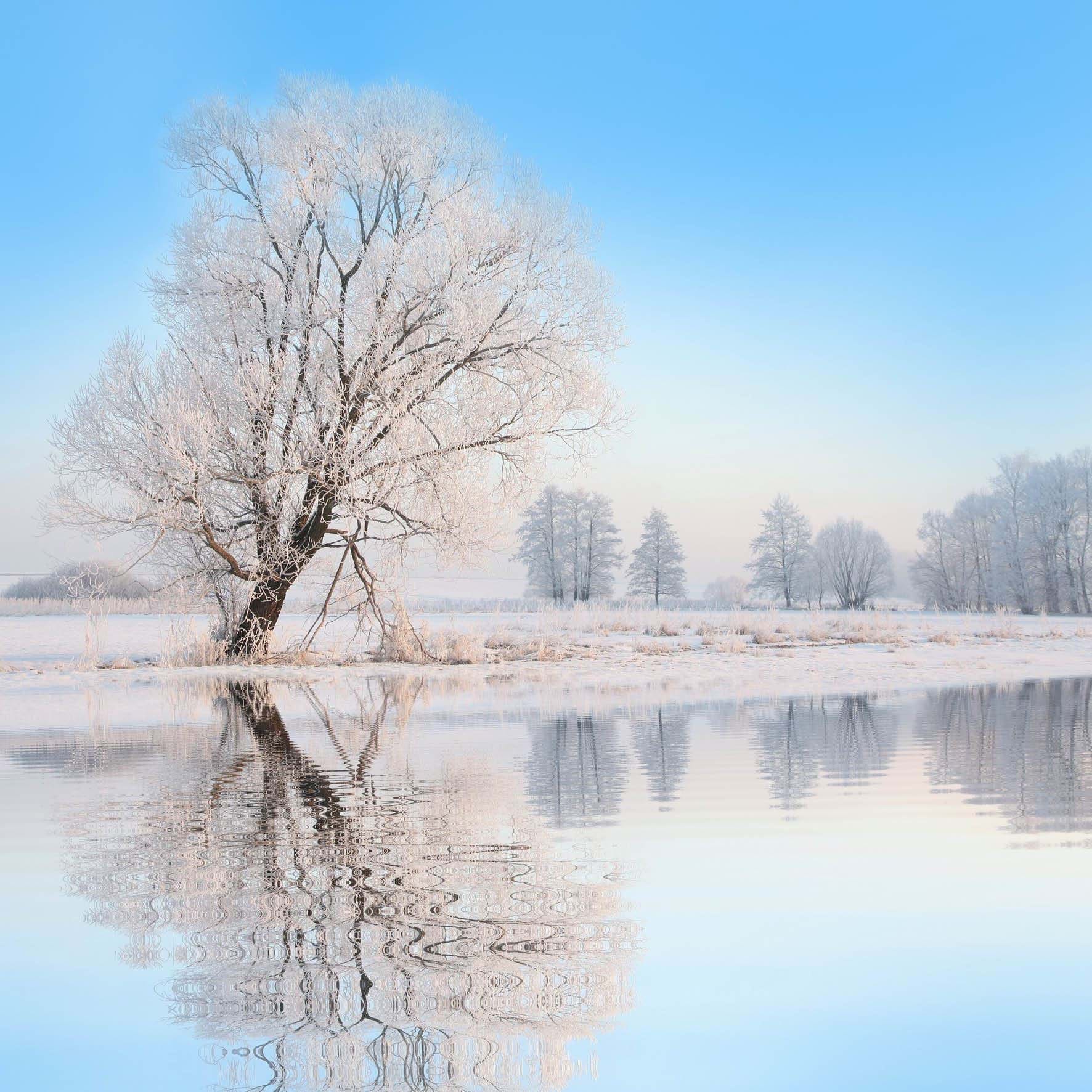 Frosty Tree - Personalised Christmas Card