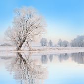 Frosty Tree - Personalised Christmas Card