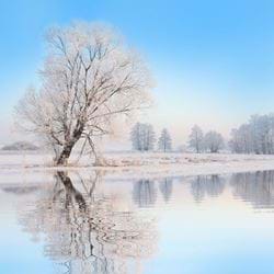 Frosty Tree - Personalised Christmas Card