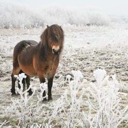 Pony - Personalised Christmas Card