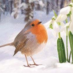 Snowdrops Robin - Personalised Christmas Card