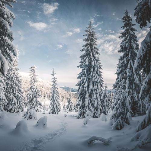 Winter Wonderland - Personalised Christmas Card