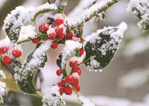 Festive Berries - Personalised Christmas Card