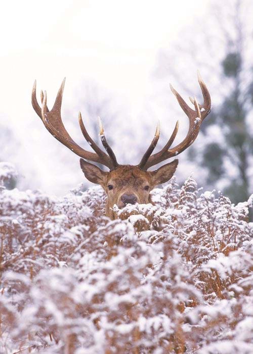 Frosty Stag - Personalised Christmas Card