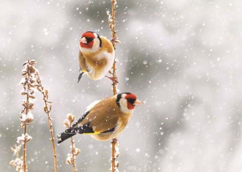 Goldfinches in Winter - Personalised Christmas Card