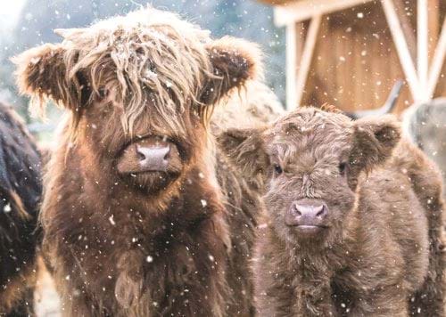 Highland Cows - Personalised Christmas Card