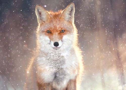 Majestic Fox - Personalised Christmas Card