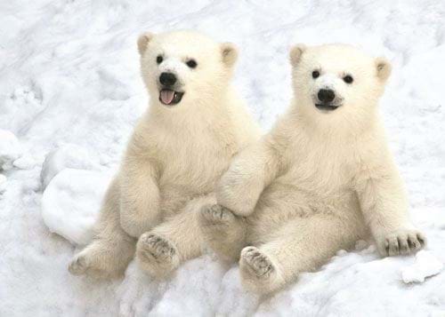 Playful Cubs - Personalised Christmas Card