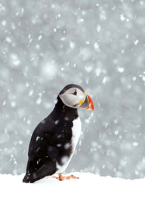 Puffin in the Snow - Personalised Christmas Card