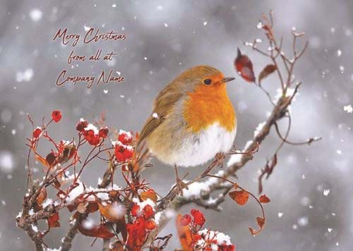 Robin Perched upon a Branch - Front Personalised Christmas Card