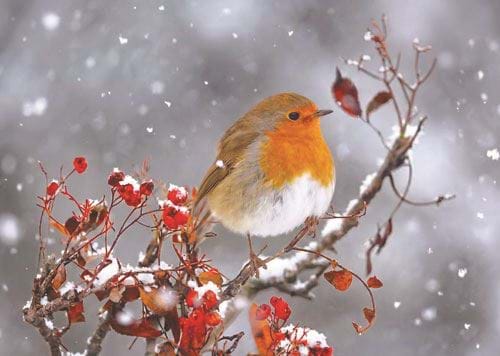 Robin Perched upon a Branch - Personalised Christmas Card