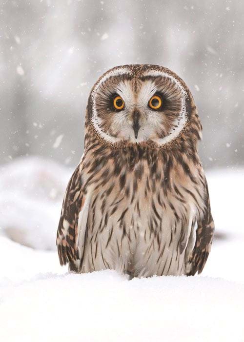 Short-eared Owl in the Snow - Personalised Christmas Card