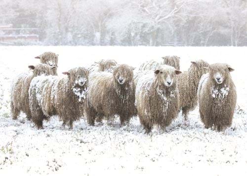 Snow Covered Sheep - Personalised Christmas Card