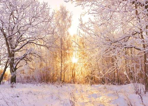 Through the Trees - Personalised Christmas Card