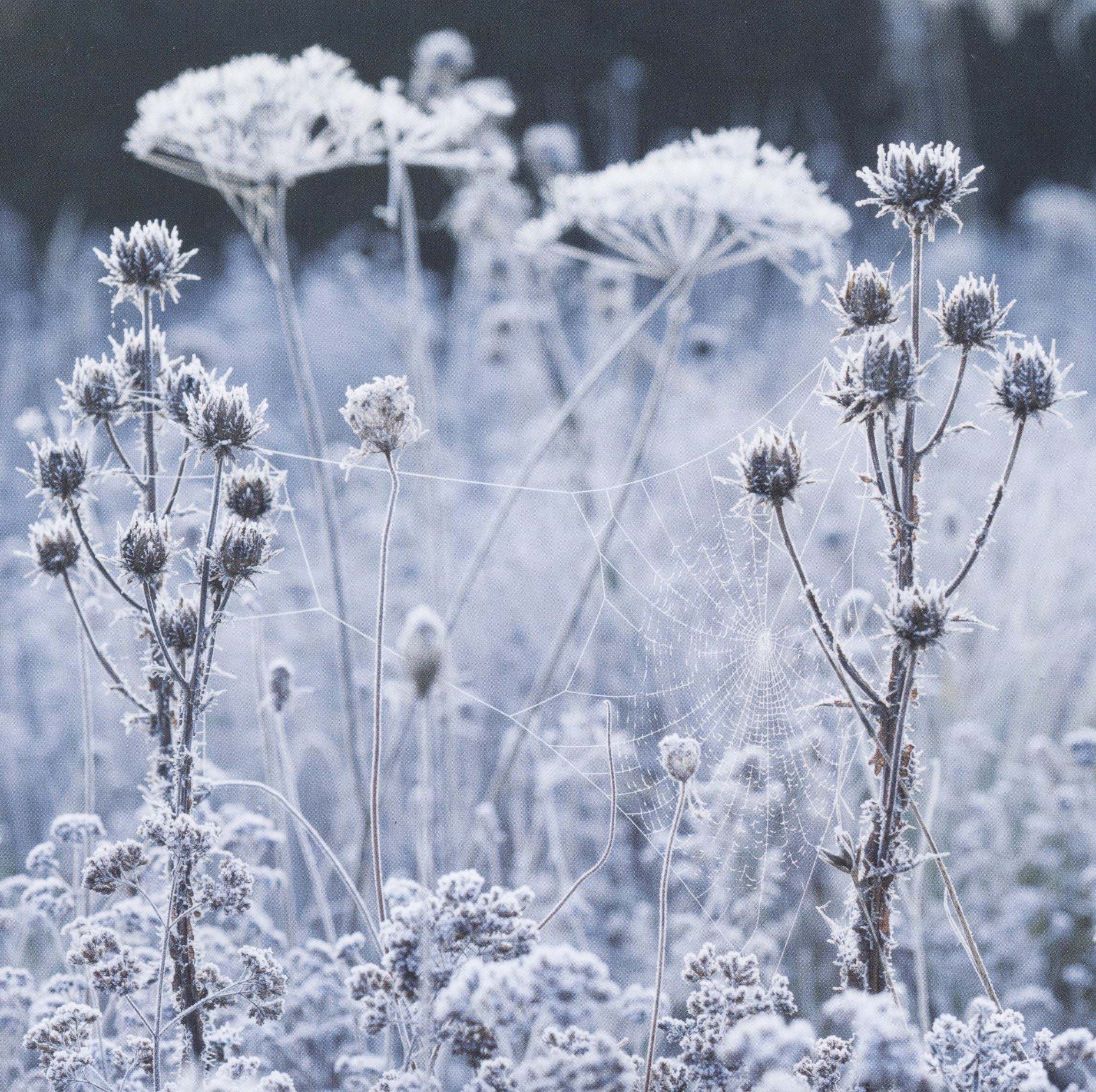 Frosted Cobweb Christmas Cards - Pack of 10