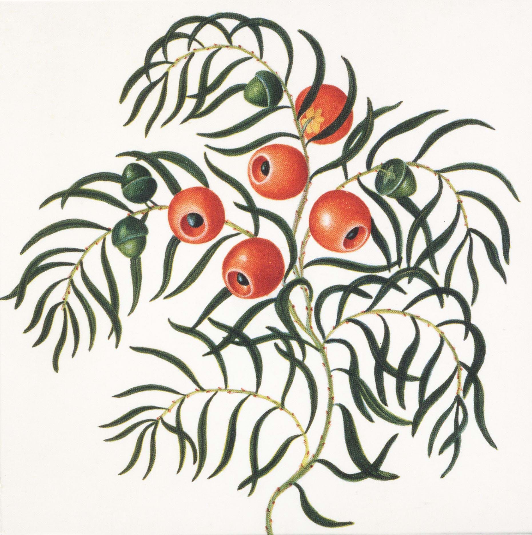 Taxus Christmas Cards - Pack of 10