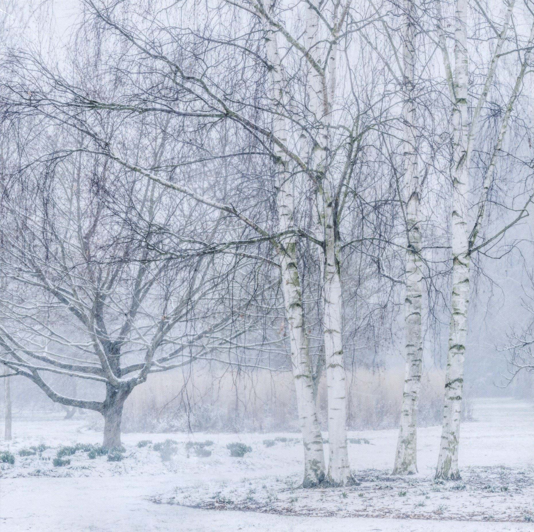 Silver Birch Trees Christmas Cards - Pack of 10