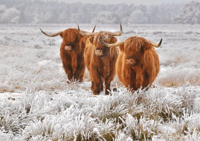 Highland Cattle Personalised Christmas Card
