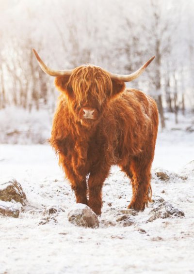 Highland Cow Personalised Christmas Card
