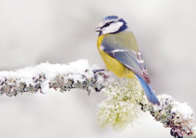 Blue Tit in Winter Personalised Christmas Card